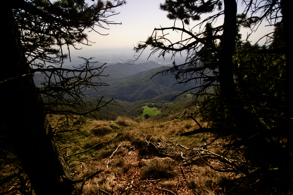 Panorama górska w Alpach w parku Oasi Zegna widok przez zeschłe drzewa