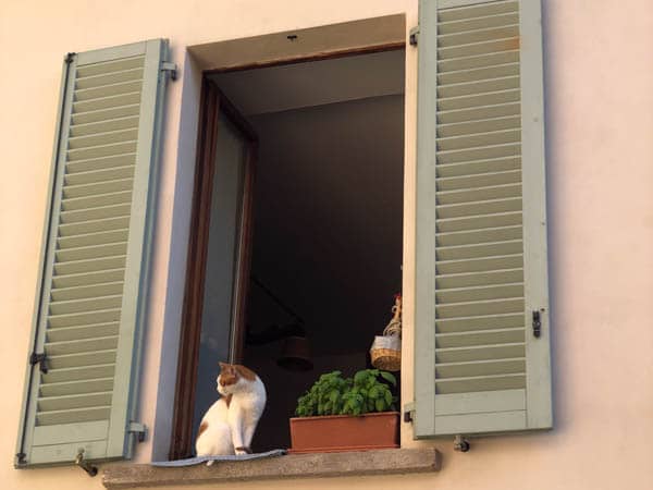 Kotek w oknie przy skrzynce z bazylią