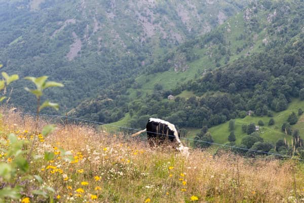 Stok z łąką alpejską gdzie pasą się krowy